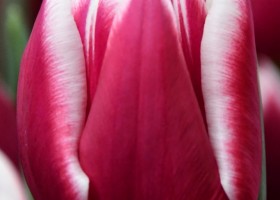 Tulipa Picardy ® (3)